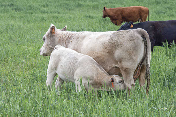 When it comes to stocking rate, having an accurate weight on your mature cow herd is critical.