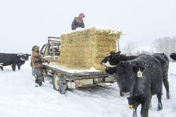 Feeding the cattle