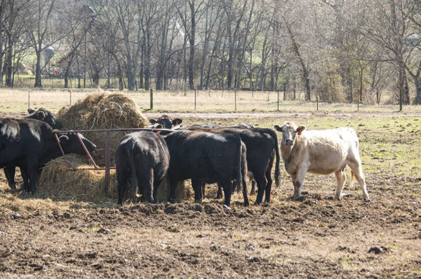 Hay rings are one wayt to minimize feed waste