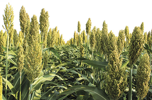 Pictured here is a new forage sorghum hybrid selected by use of genetic markers for superior agronomics, yield and similar fiber digestibility.