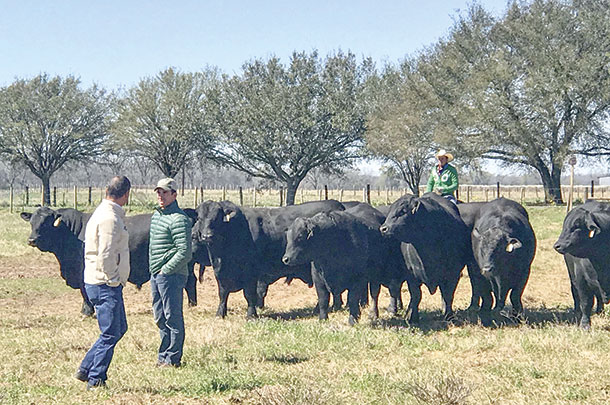 Buyers from Argentina select bulls from Santa Rosa Ranch in Texas.