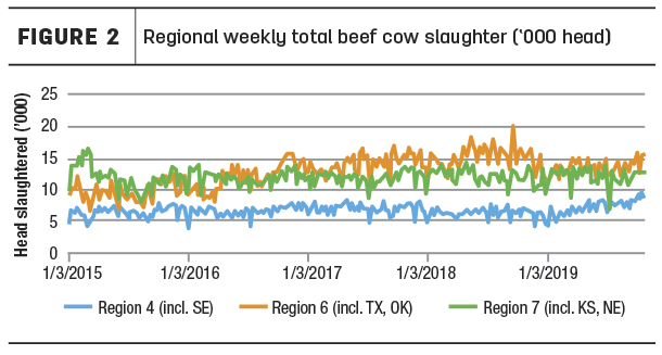 regional cow slaughter