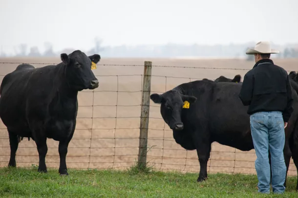 rancher and cows