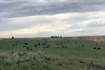 Cattle Landscape