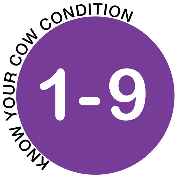 Know your cow condition