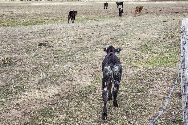 0120pc Calf with scours