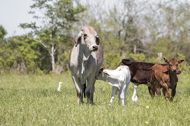 Cow calf pair