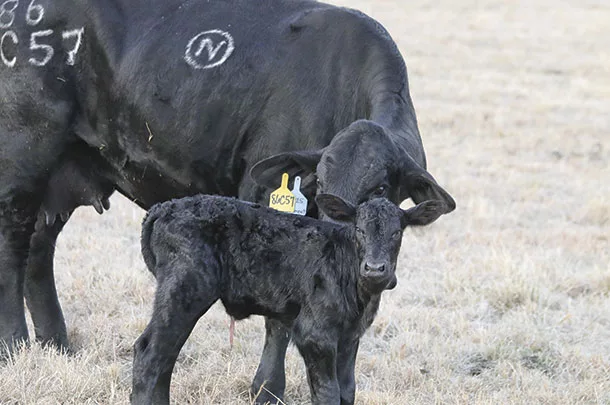 Cow calf pair