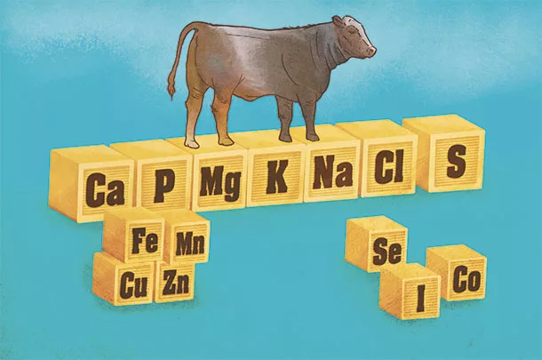 Cattle require some minerals