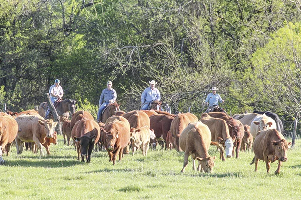 Moving cattle