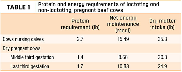 Protein and energy requirements of lactating and non-lactating, pregnana beef cows