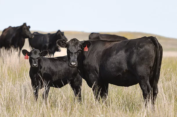 Cows in pasture