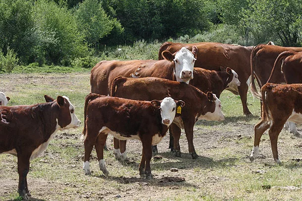 beef cattle