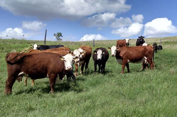 010920-geis-love-cows.jpg beef cows