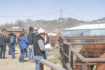 At a bull sale
