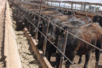 Cattle in a feedlot