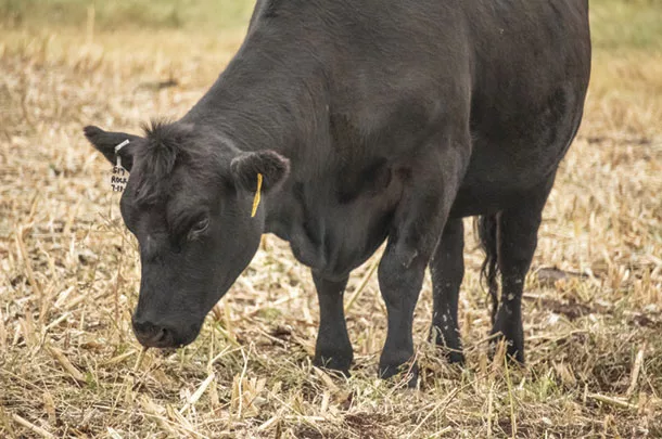 Cow grazing in pasture