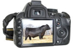 Camera and picture of a bull