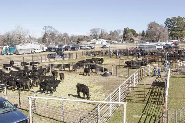 Shipping cattle
