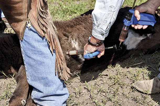 Calf getting a shot