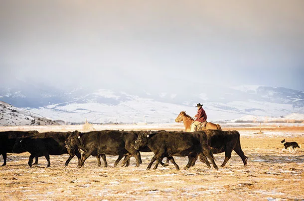 Moving cattle
