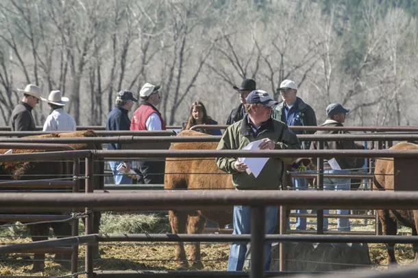 Buying bulls