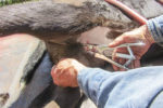 Castrating a calf