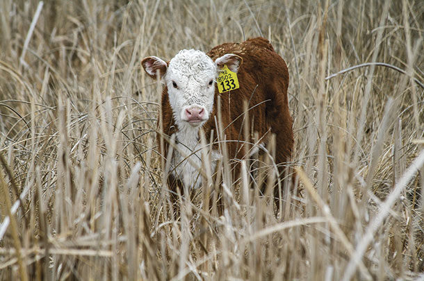 calf in dry grass
