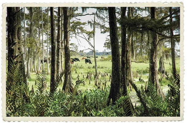 0220pc-woolsey-2.jpg Florida cattle grazing