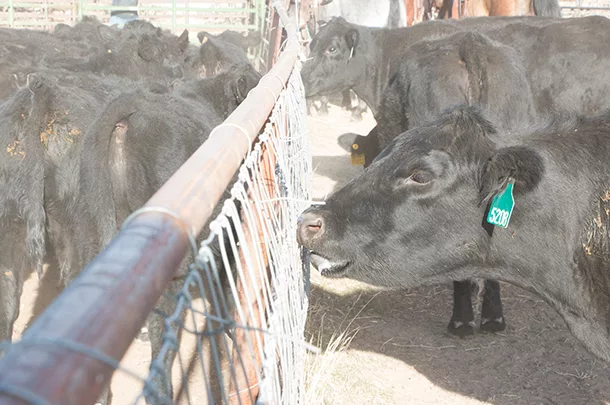 Tracking cattle