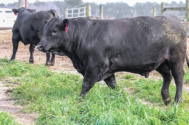Bulls in a pen