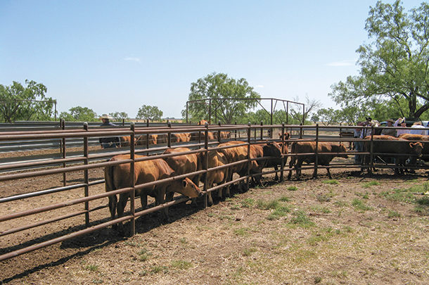 Cattle in holding pens