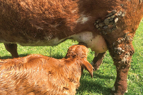 Heifer feeding her calf 