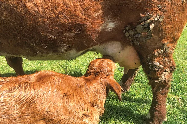 Heifer feeding her calf