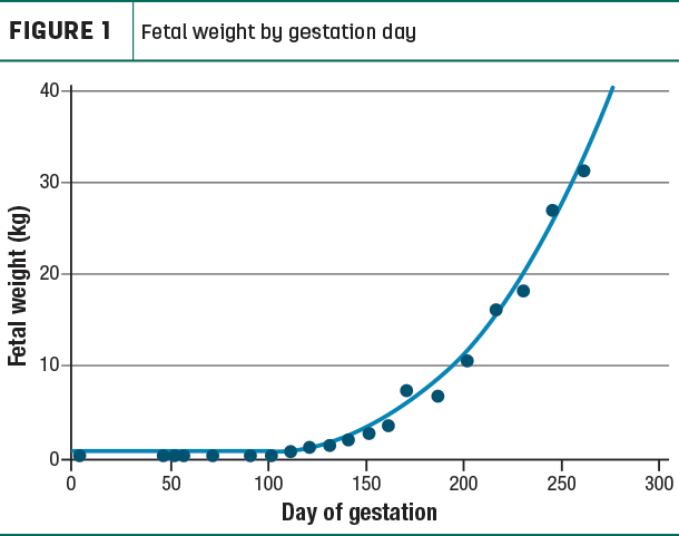 Fetal weight by gestation day