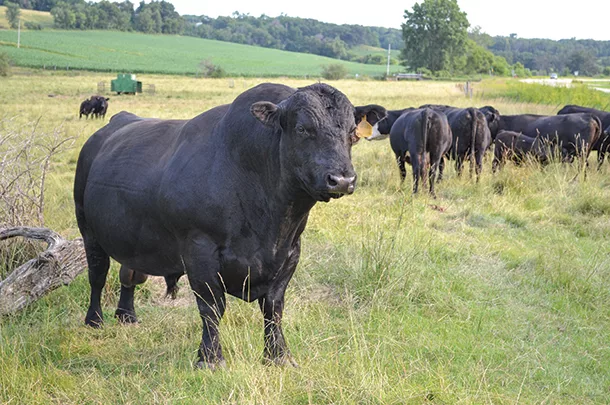 Bull in pasture with cows
