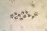 In vivo-produced embryos