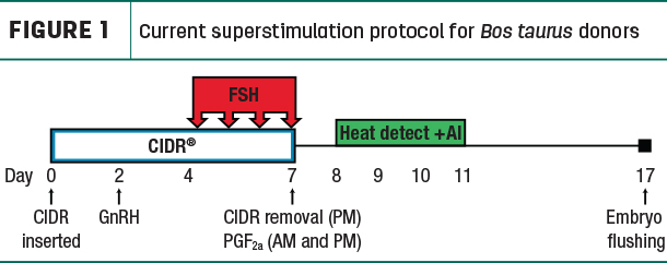 Current superstimulation protocol for Bos taurus donors
