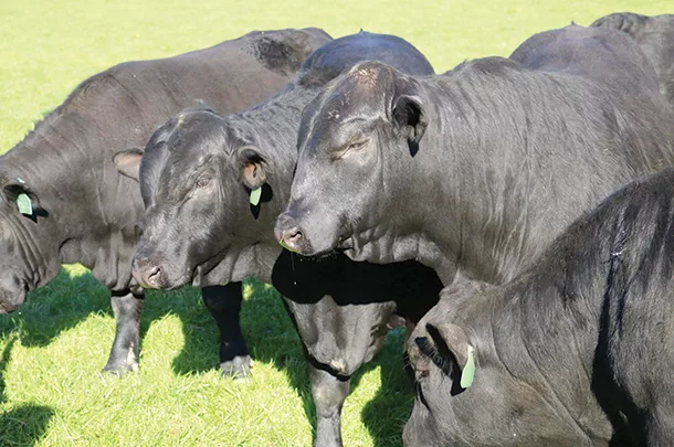 Sorting through the bulls