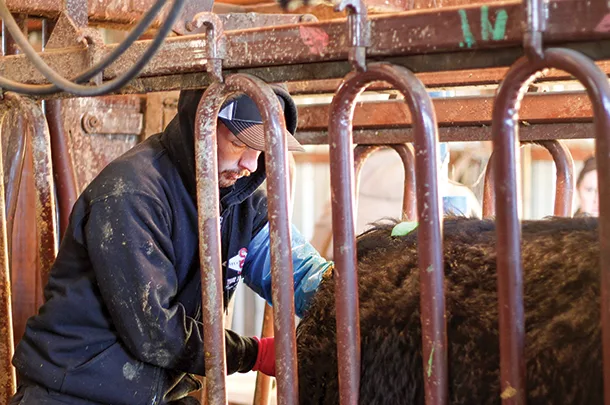 Checking cows