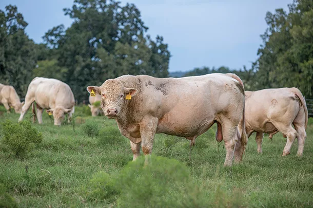 Selecting the right bull