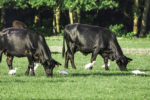 Cattle graze hahia pasture in Florida