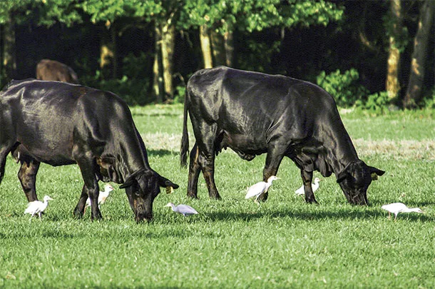 Cattle graze bahia pasture in Florida