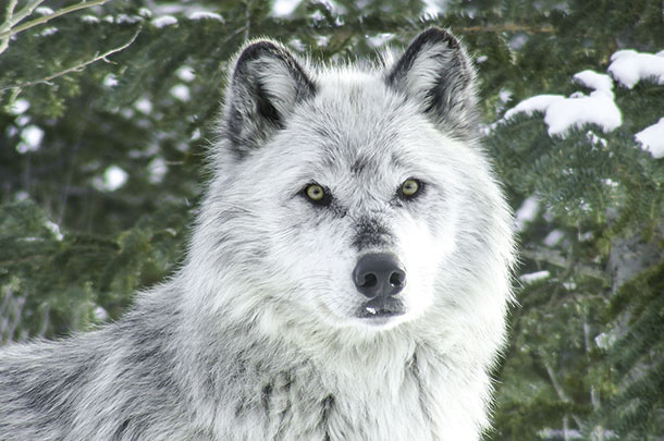 Gray wolf