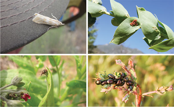 Root weevil and root moth