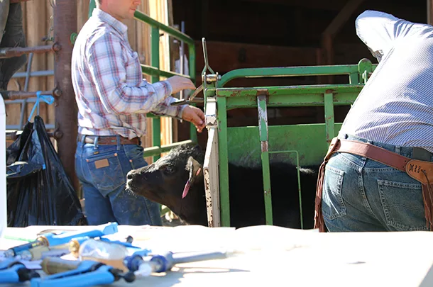 Doctoring cattle