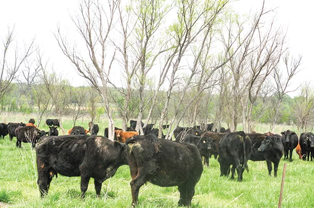 Cows in pasture