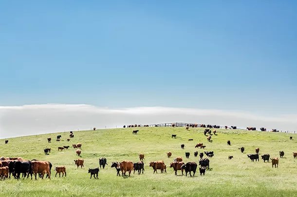 Cows out to pasture
