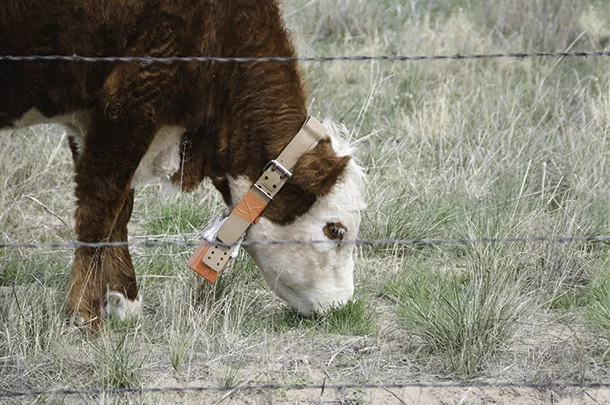 Cow grazing