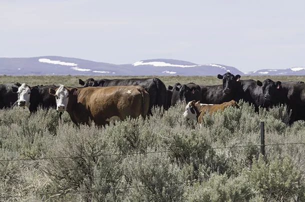 Cattle grazing